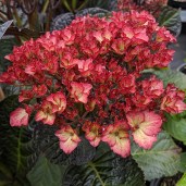 hydrangea_macrophylla_beauty_of_boskoop (1)